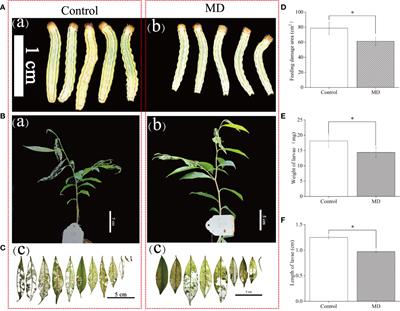 Repeated mechanical damage enhanced Aquilaria sinensis resistance to Heortia vitessoides through jasmonic acid